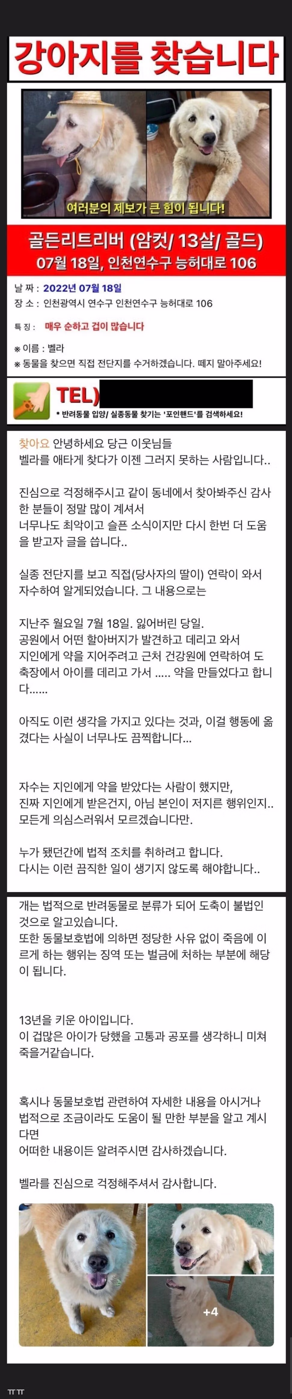 당근마켓에서 실종된 골든리트리버의 안타까운 결말 - 개드립 인기글 이미지 1 - 밈카세