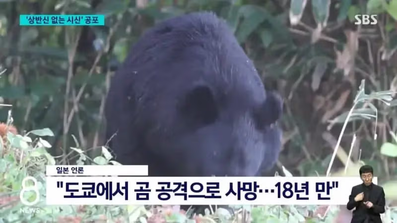 일본의 곰 출몰 상황 근황 - MLB파크 인기글 이미지 2 - 밈카세