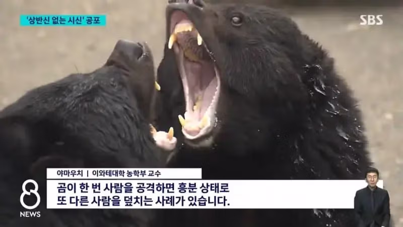 일본의 곰 출몰 상황 근황 - MLB파크 인기글 이미지 3 - 밈카세