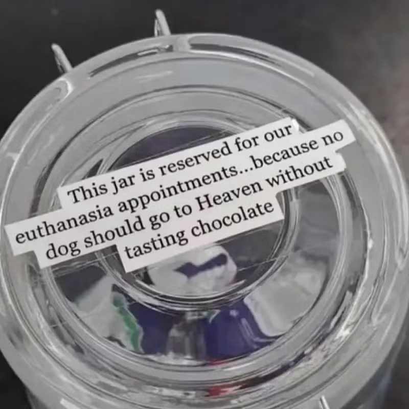 수의사가 강아지에게 초콜릿을 주는 이유 4