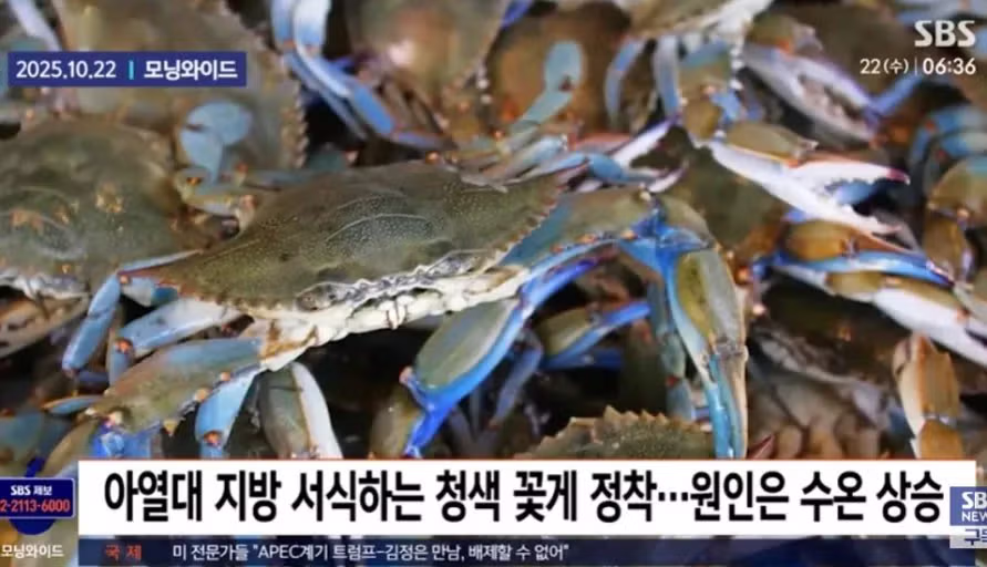 제주도에 나타난 외래종 청색꽃게 - 인스티즈 인기글 이미지 3 - 밈카세