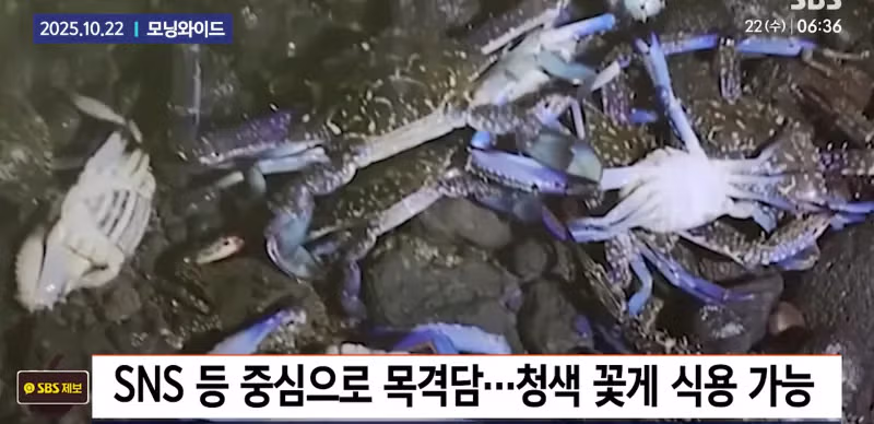 제주도에 나타난 외래종 청색꽃게 - 인스티즈 인기글 이미지 4 - 밈카세