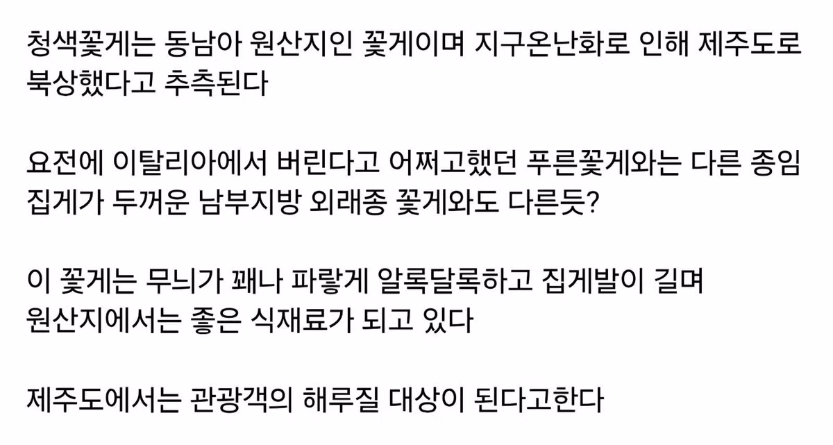 제주도에 나타난 외래종 청색꽃게 - 인스티즈 인기글 이미지 5 - 밈카세