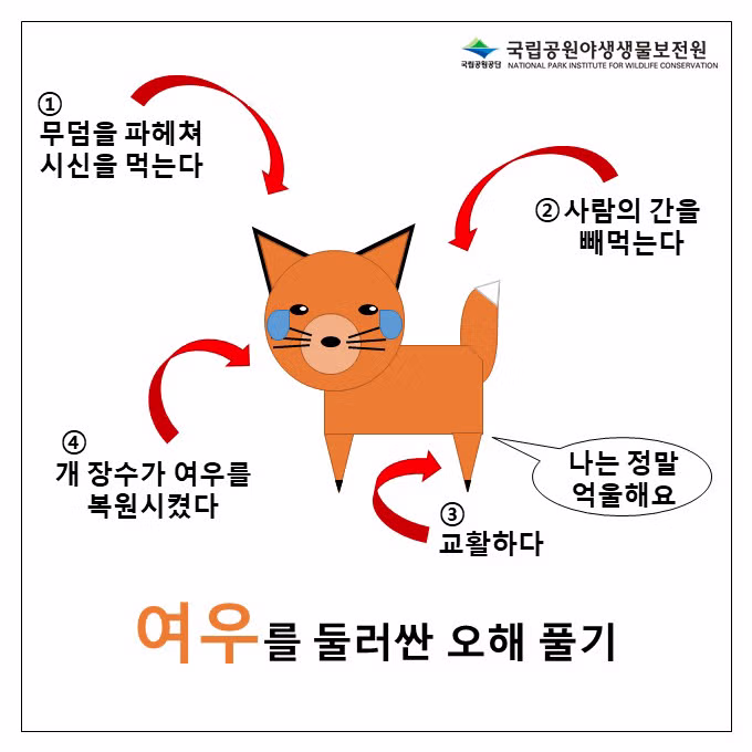 여우에 대해 잘못 알려진 오해와 진실 - 웃대 인기글 이미지 2 - 밈카세