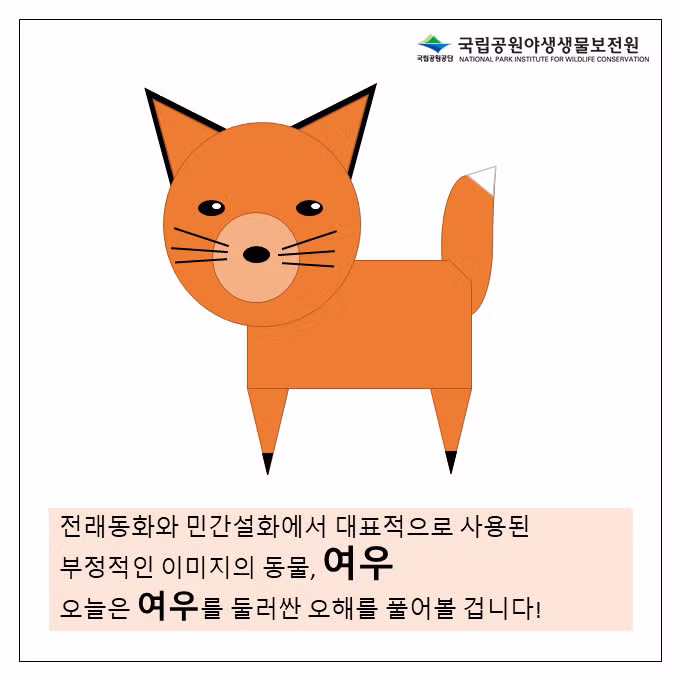 여우에 대해 잘못 알려진 오해와 진실 - 웃대 인기글 이미지 3 - 밈카세