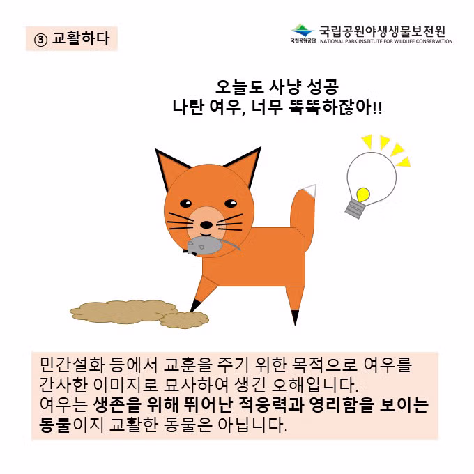 여우에 대해 잘못 알려진 오해와 진실 - 웃대 인기글 이미지 6 - 밈카세