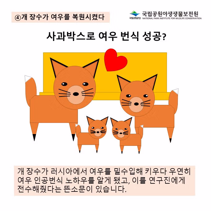 여우에 대해 잘못 알려진 오해와 진실 - 웃대 인기글 이미지 7 - 밈카세