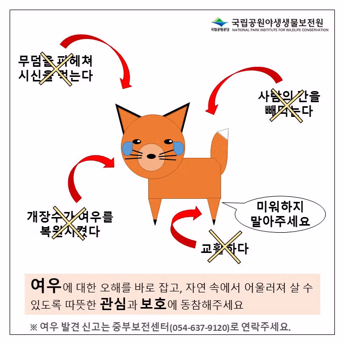 여우에 대해 잘못 알려진 오해와 진실 - 웃대 인기글 이미지 8 - 밈카세