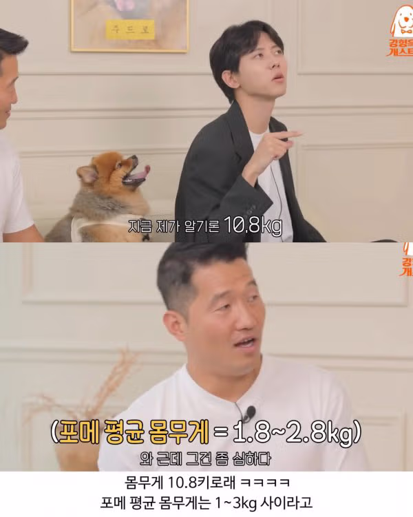 주우재가 키우는 포메 - 개드립 인기글 이미지 3 - 밈카세