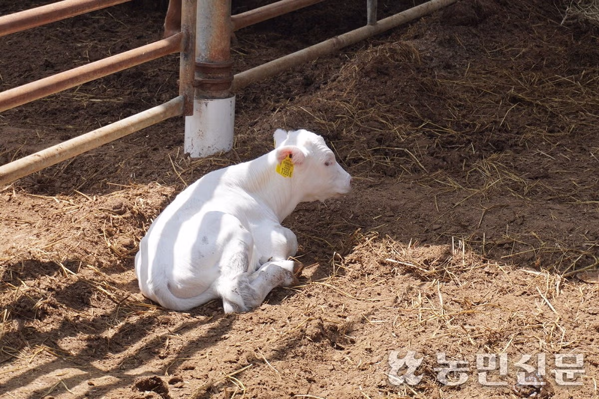 영암 한우농가에 나타난 희귀한 흰 송아지 - 웃대 인기글 이미지 3 - 밈카세