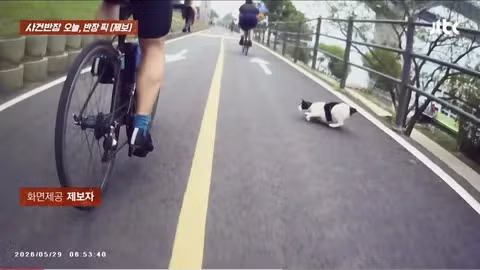 한강공원 자전거 도로 옆 고양이 집으로 인한 위험 상황 - 인벤 인기글 이미지 3 - 밈카세
