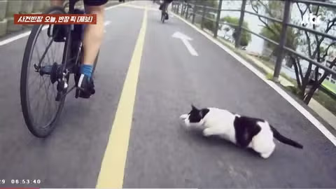 한강공원 자전거 도로 옆 고양이 집으로 인한 위험 상황 - 인벤 인기글 이미지 4 - 밈카세