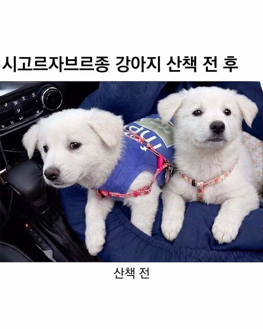 산책 전후가 확연히 다른 시고르자브종 - 더쿠 인기글 이미지 1 - 밈카세