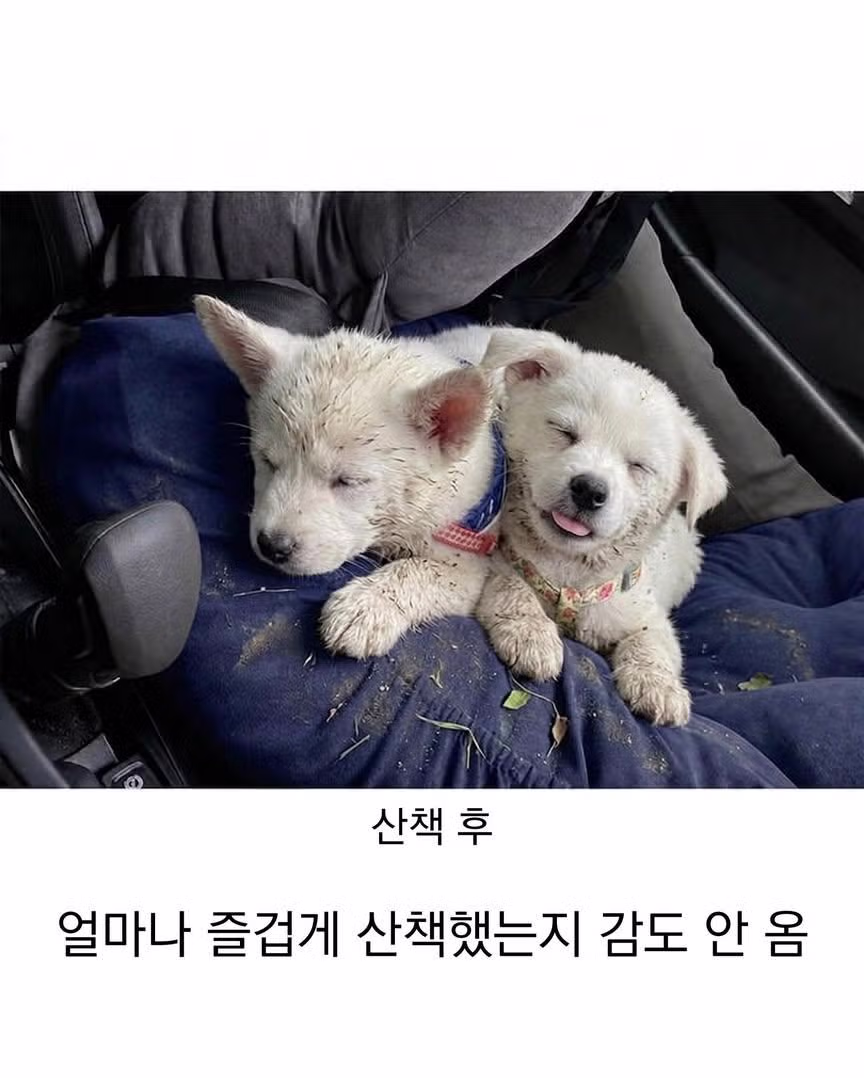 산책 전후가 확연히 다른 시고르자브종 - 더쿠 인기글 이미지 2 - 밈카세
