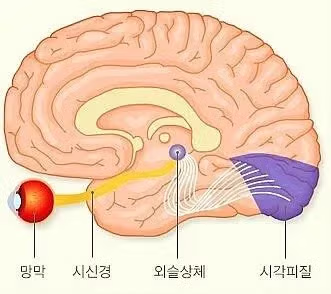 간이식과 심장이식은 있어도 눈이식은 없는 이유 - 더쿠 인기글 이미지 1 - 밈카세