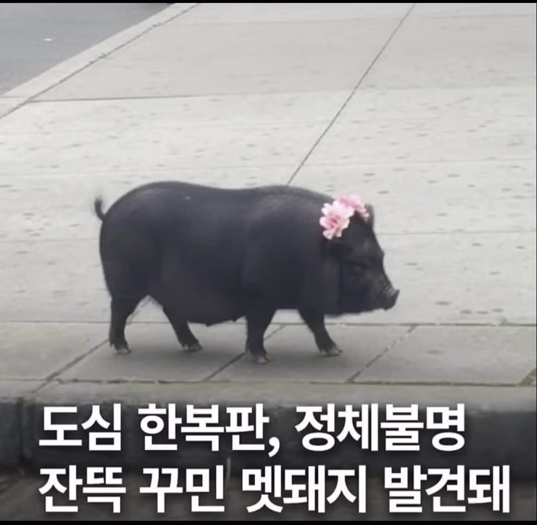 꾸미고 외출했더니 사람들이 사진 찍어주는 상황 - 보배드림 인기글 이미지 1 - 밈카세