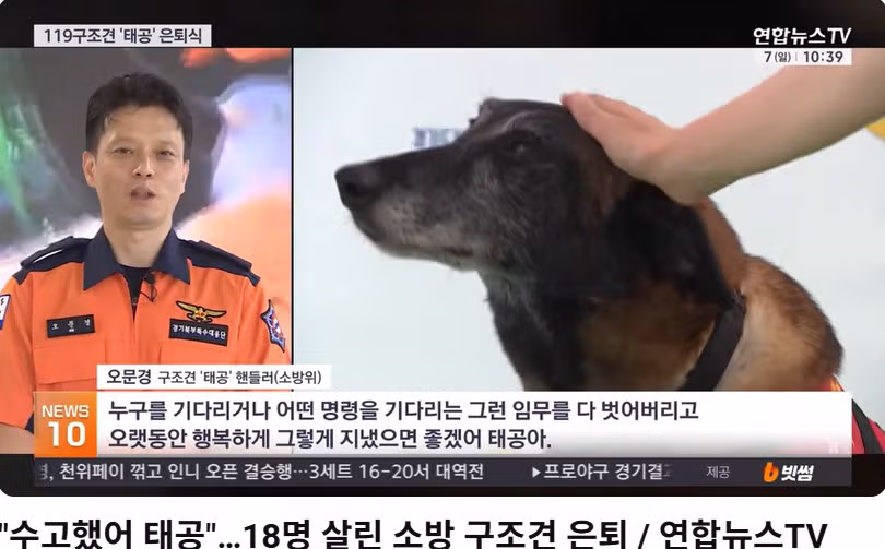 18명을 구한 영웅 구조견 태공이의 은퇴 - MLB파크 인기글 이미지 2 - 밈카세