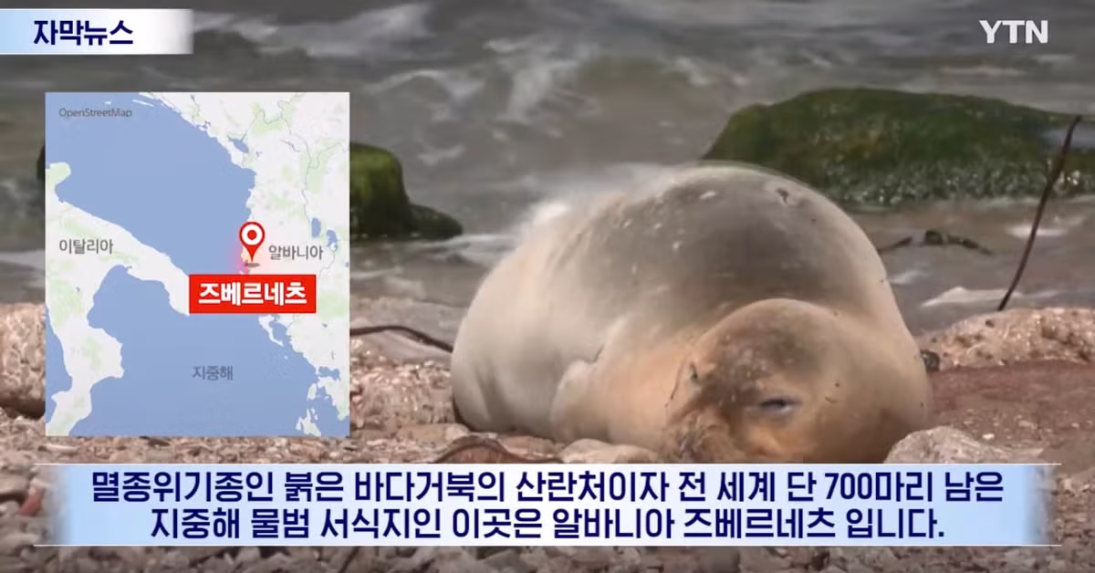 트럼프 딸에게 리조트 특혜를 줬다간 곤란해질 알바니아 - 인벤 인기글 이미지 2 - 밈카세