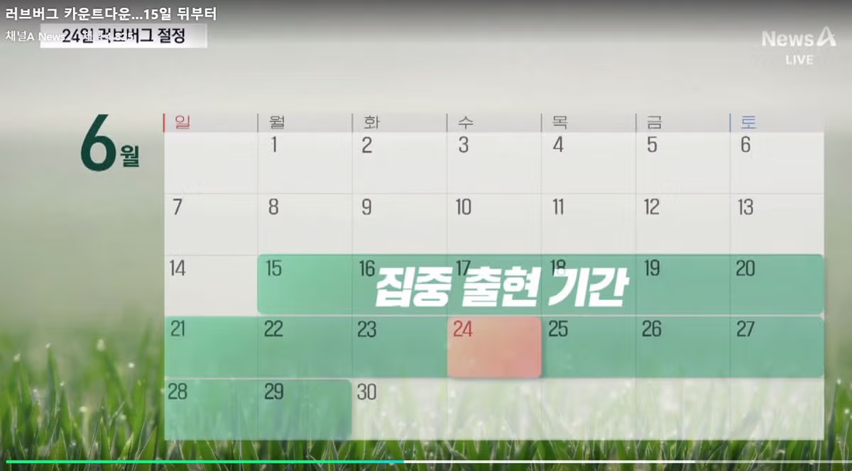 올해 러브버그 출현 시기 안내 - MLB파크 인기글 이미지 1 - 밈카세