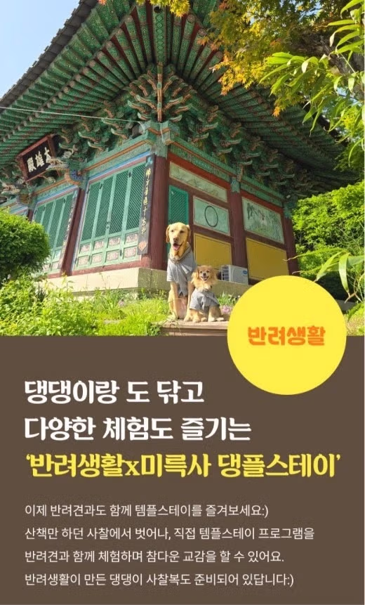 요즘 강아지 보호자들 사이에서 핫한 댕플스테이 - 인벤 인기글 이미지 1 - 밈카세