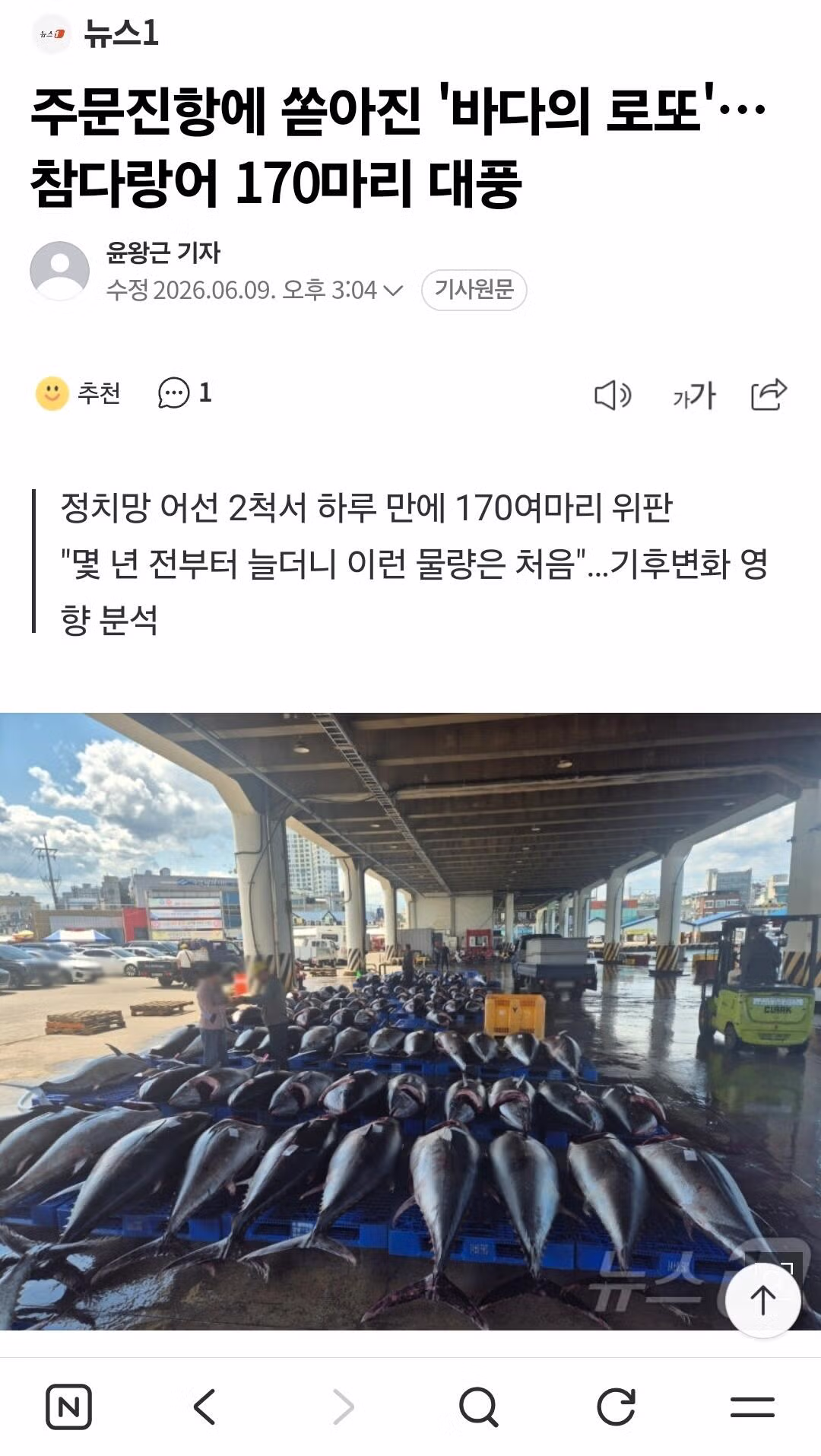 주문진에서 요즘 많이 잡힌다는 화제의 생선 - 더쿠 인기글 이미지 4 - 밈카세