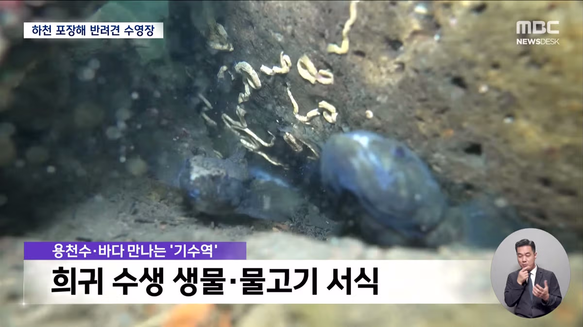 제주도의 놀라운 행보 - 개드립 인기글 이미지 4 - 밈카세
