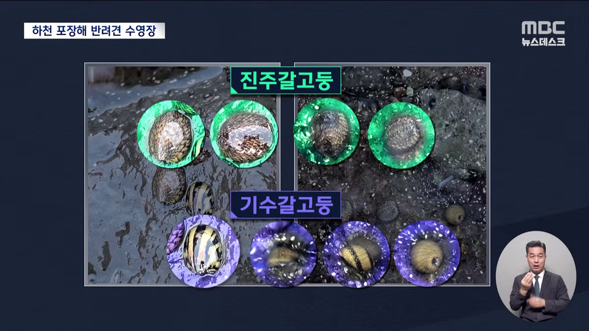 제주도의 놀라운 행보 - 개드립 인기글 이미지 5 - 밈카세