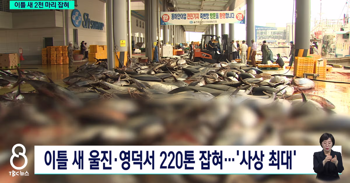동해안에서 흔해졌다는 참치 근황 - 개드립 인기글 이미지 2 - 밈카세