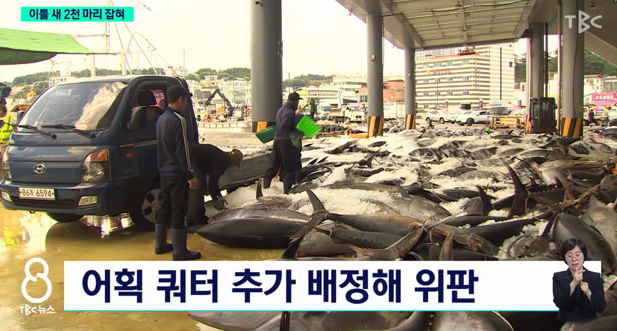 동해안에서 흔해졌다는 참치 근황 - 개드립 인기글 이미지 3 - 밈카세