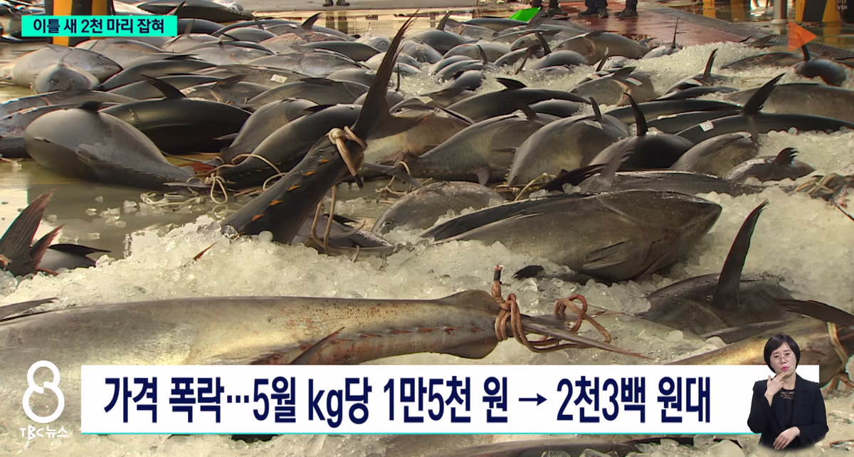 동해안에서 흔해졌다는 참치 근황 - 개드립 인기글 이미지 4 - 밈카세