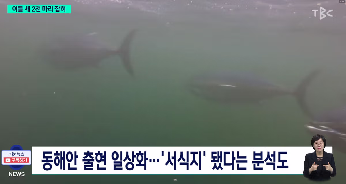 동해안에서 흔해졌다는 참치 근황 - 개드립 인기글 이미지 5 - 밈카세