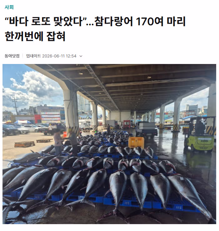 강릉 주문진항에 참다랑어 170여 마리 떼잡이 성공 - 더쿠 인기글 이미지 1 - 밈카세