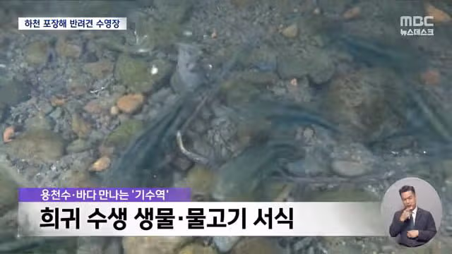 제주 서귀포시 하천을 강아지 수영장으로 만든 사례 논란 - 디시인사이드 인기글 이미지 3 - 밈카세