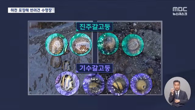 제주 서귀포시 하천을 강아지 수영장으로 만든 사례 논란 - 디시인사이드 인기글 이미지 4 - 밈카세
