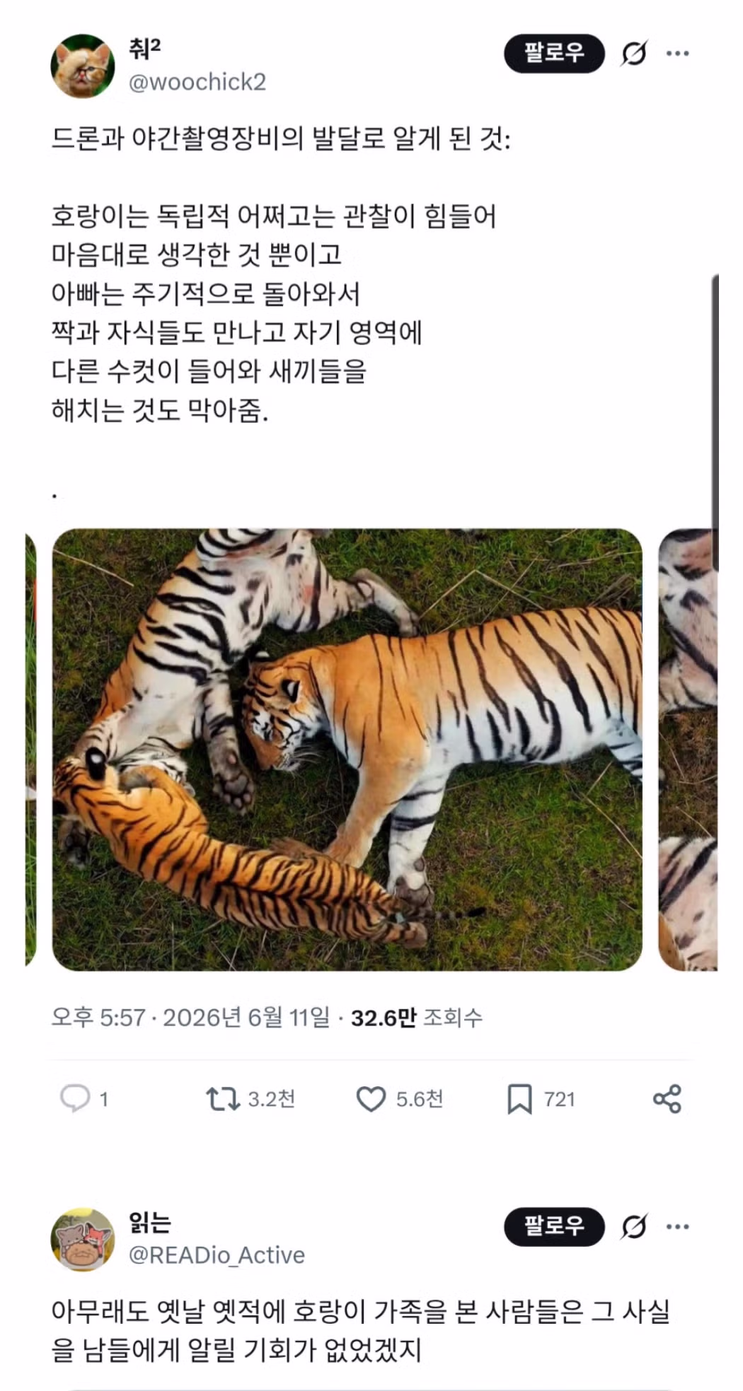 호랑이에 대해 새롭게 밝혀진 사실 - 인벤 인기글 이미지 1 - 밈카세