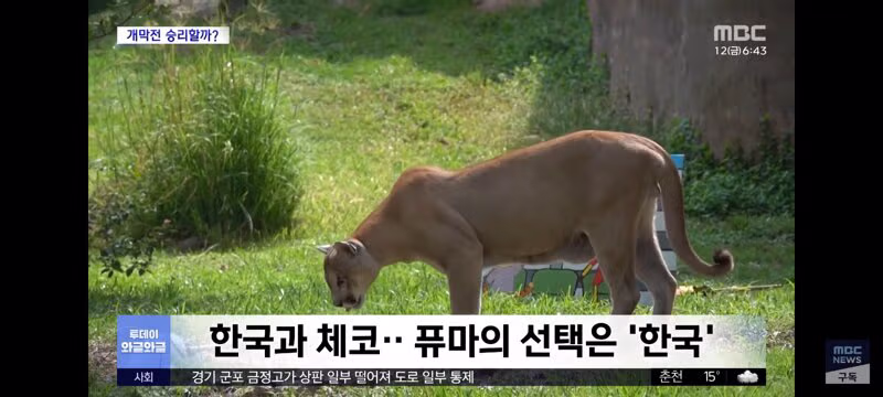 홍명보 감독과 체코 감독의 운세 결과 - 클리앙 인기글 이미지 6 - 밈카세