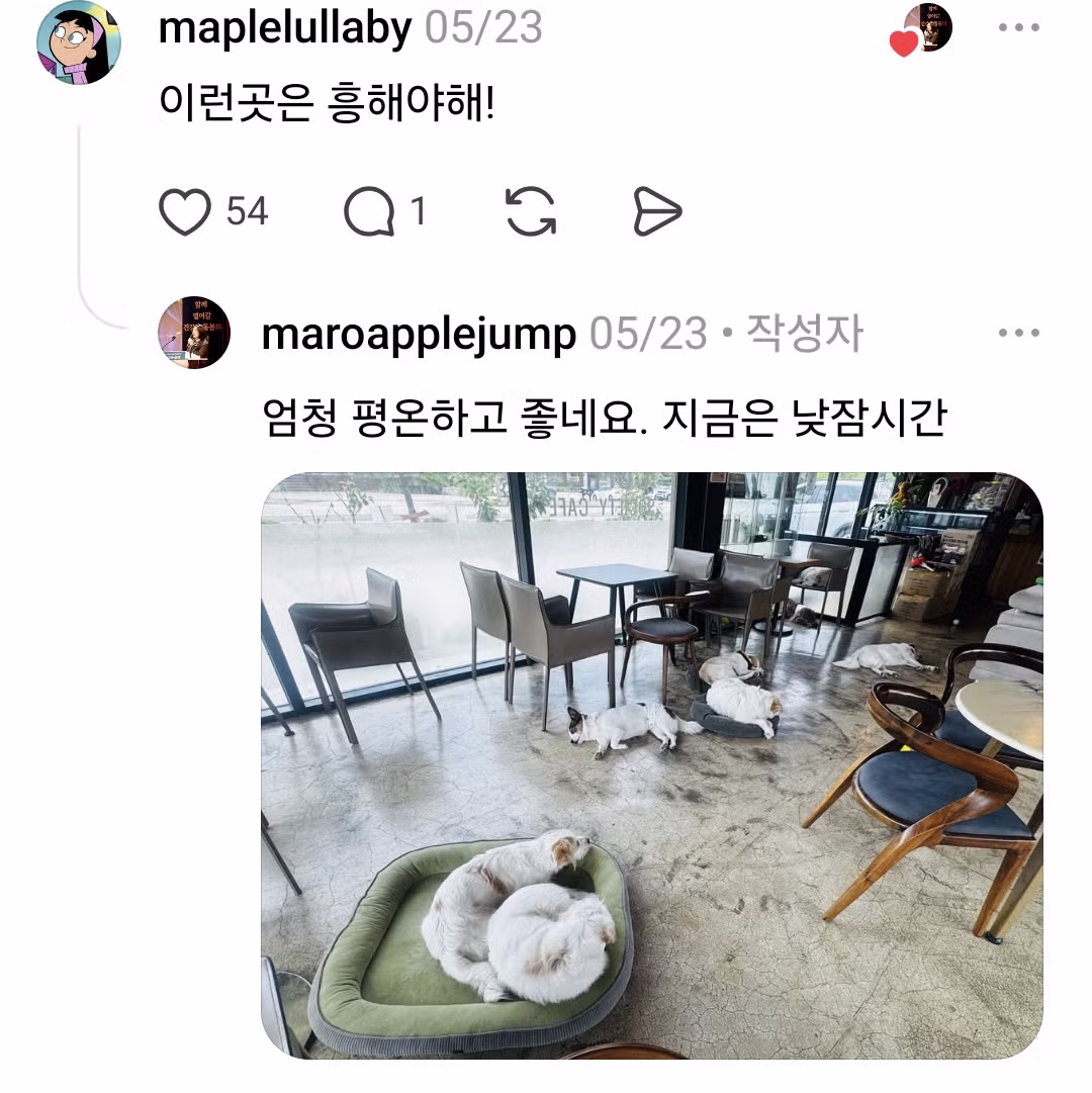 커피 마시러 왔는데 유기견 보살펴서 입양보내는 주인이 계시네 - 개드립 인기글 이미지 2 - 밈카세