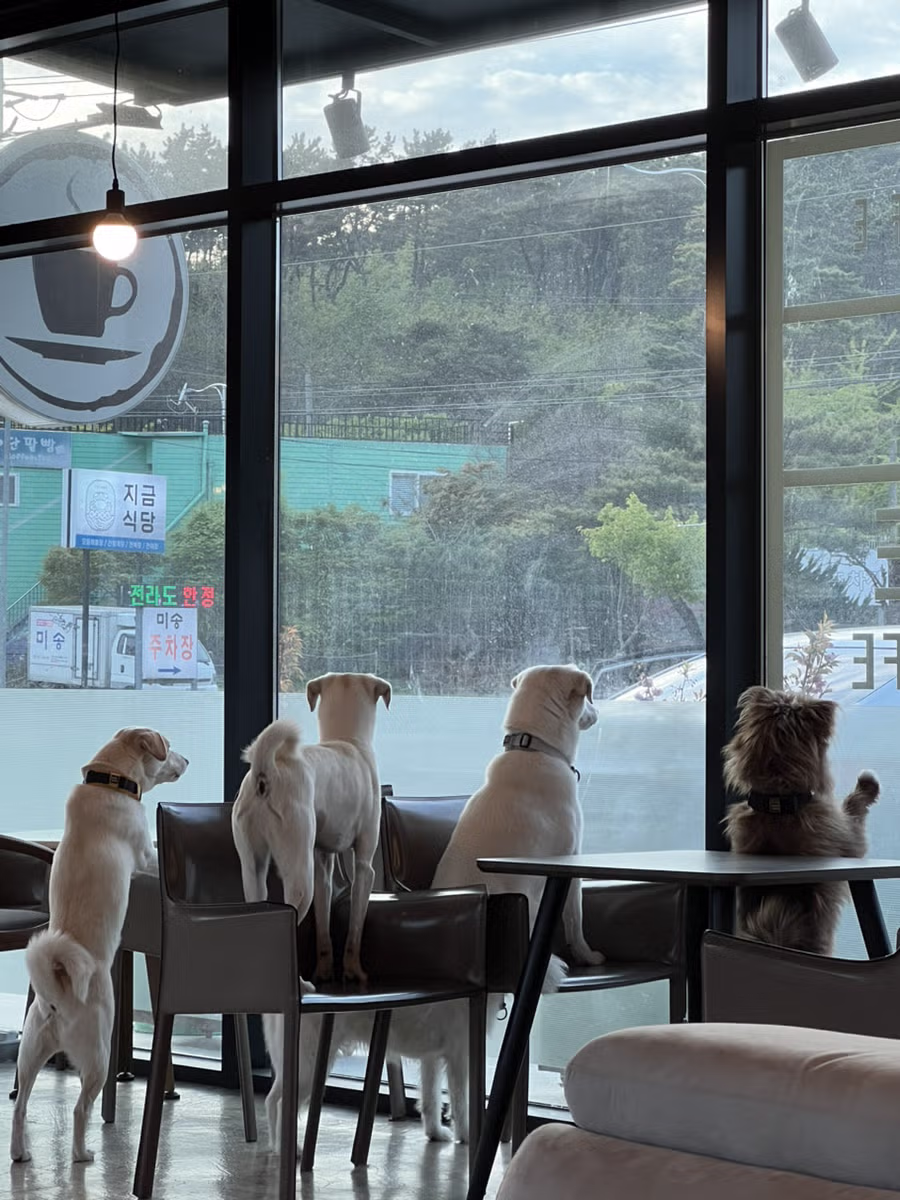 커피 마시러 왔는데 유기견 보살펴서 입양보내는 주인이 계시네 - 개드립 인기글 이미지 6 - 밈카세