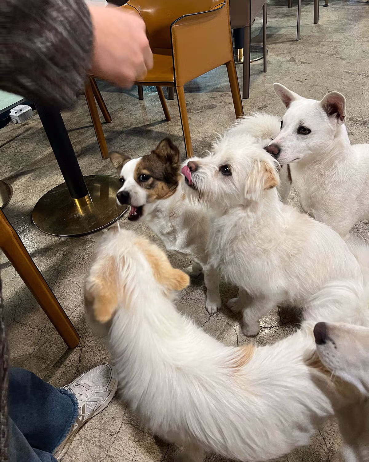 커피 마시러 왔는데 유기견 보살펴서 입양보내는 주인이 계시네 - 개드립 인기글 이미지 8 - 밈카세