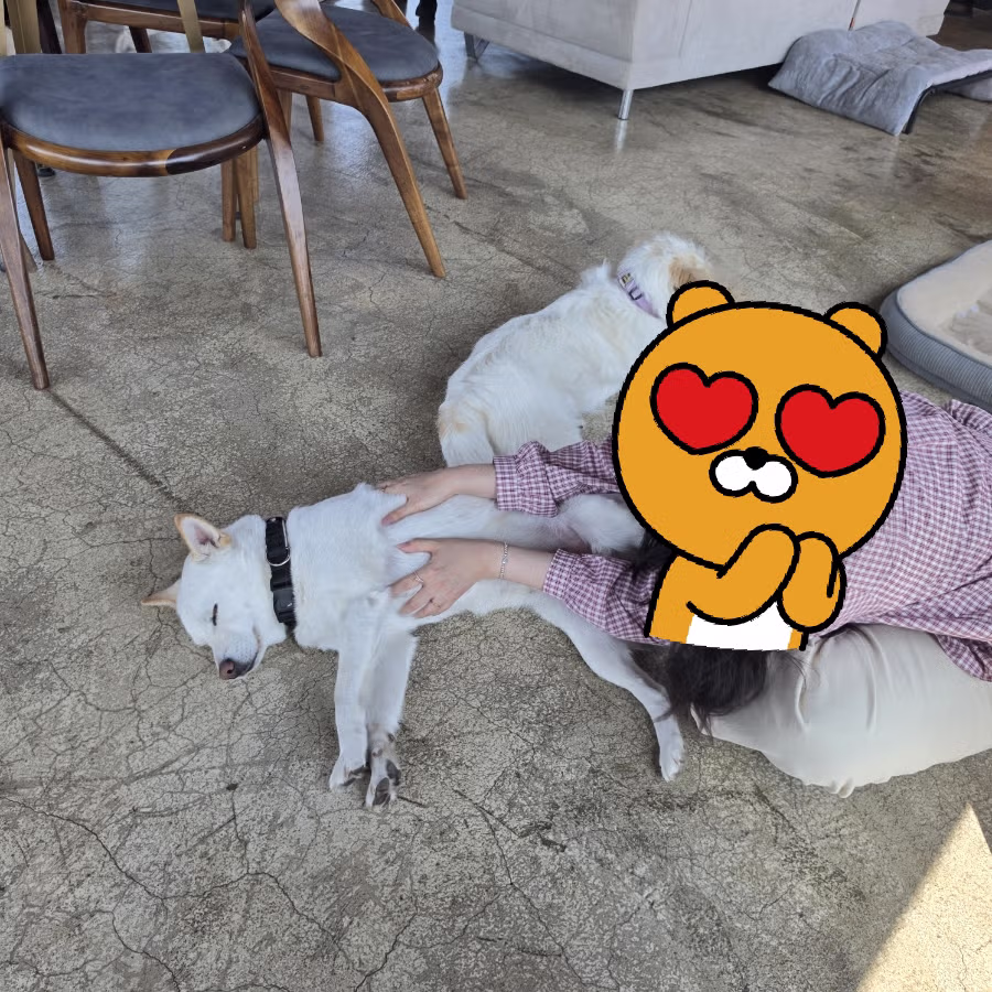 커피 마시러 왔는데 유기견 보살펴서 입양보내는 주인이 계시네 - 개드립 인기글 이미지 9 - 밈카세