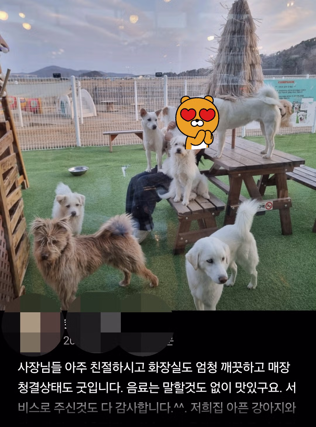 커피 마시러 왔는데 유기견 보살펴서 입양보내는 주인이 계시네 - 개드립 인기글 이미지 11 - 밈카세