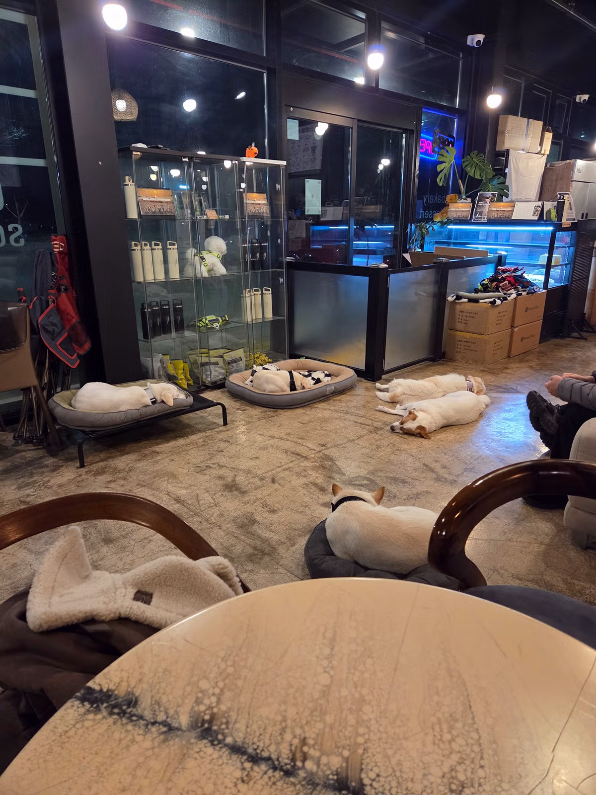 커피 마시러 왔는데 유기견 보살펴서 입양보내는 주인이 계시네 - 개드립 인기글 이미지 14 - 밈카세