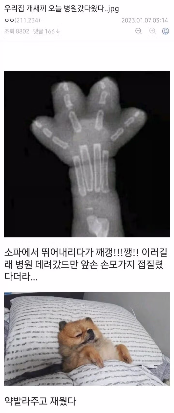병원에 다녀온 집사네 사고뭉치 반려동물 - 인벤 인기글 이미지 1 - 밈카세