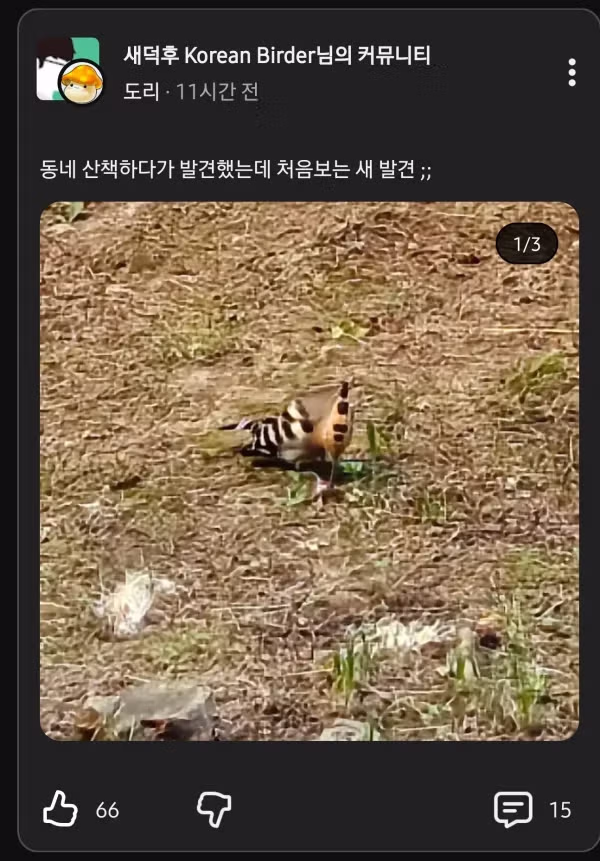 인터넷에 자주 올라오는 신기한 새의 정체 - 인벤 인기글 이미지 1 - 밈카세