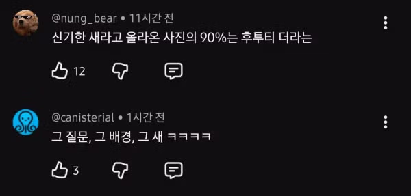 인터넷에 자주 올라오는 신기한 새의 정체 - 인벤 인기글 이미지 2 - 밈카세