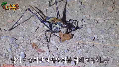해충 방역을 위해 어디까지 가능할까 - 인벤 인기글 이미지 9 - 밈카세