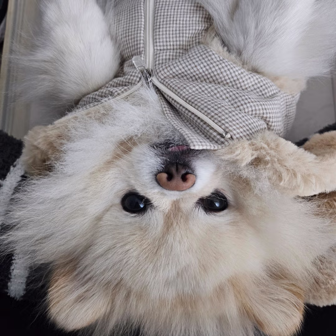 [네이트판] 데려온 개가 도무지 예뻐지질 않습니다 7