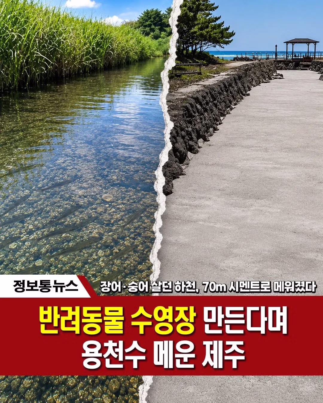 하천에 공구리 친 제주도 근황 - 인벤 인기글 이미지 2 - 밈카세