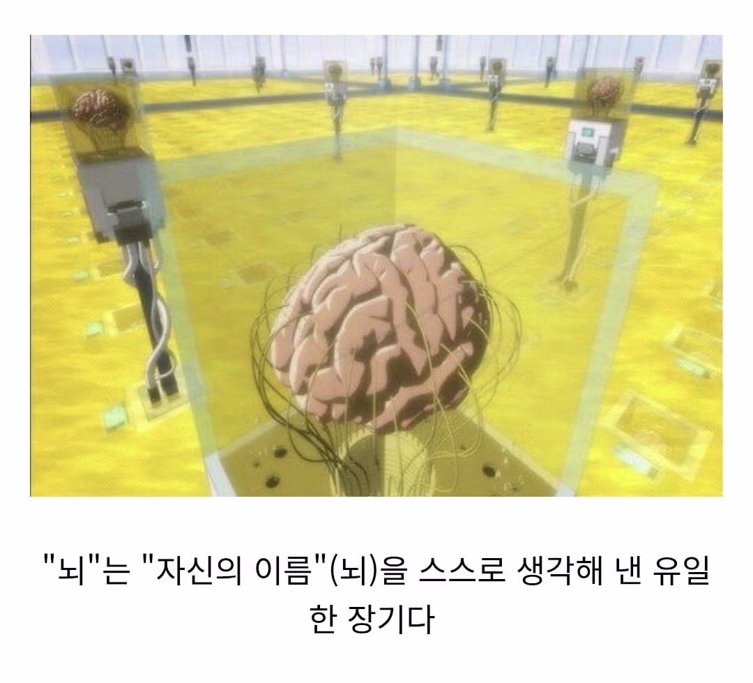 자기 이름을 스스로 지은 장기 - 인벤 인기글 이미지 1 - 밈카세