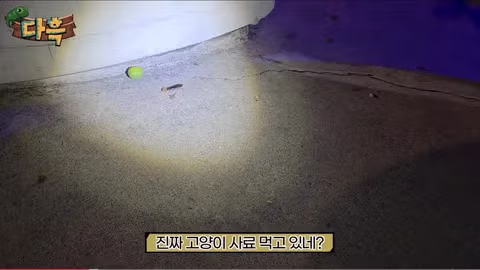 서울 시내에 나타난 바퀴벌레 떼에 놀란 외국인들 - 인벤 인기글 이미지 2 - 밈카세